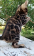 Ogłoszenie - Kocięta bengalskie. Miniaturka 5