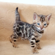 Ogłoszenie - Kocięta bengalskie. Miniaturka 3