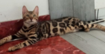 Ogłoszenie - Kocięta bengalskie. Miniaturka 2