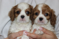 Ogłoszenie - Cavalier King Charles Spaniel szczeniaczki ZKwP po CH.PL.. Miniaturka 5