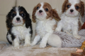 Ogłoszenie - Cavalier King Charles Spaniel szczeniaczki ZKwP po CH.PL.. Miniaturka 6