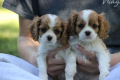 Ogłoszenie - Cavalier King Charles Spaniel szczeniaczki ZKwP po CH.PL.. Miniaturka 4