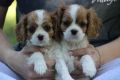 Ogłoszenie - Cavalier King Charles Spaniel szczeniaczki ZKwP po CH.PL.. Miniaturka 5