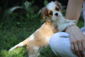 Ogłoszenie - Cavalier King Charles Spaniel szczeniaczki ZKwP po CH.PL.. Miniaturka 10