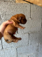 Ogłoszenie - Szczenięta Dogue de Bordeaux. Miniaturka 3