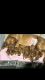 Ogłoszenie - Szczenięta Dogue de Bordeaux. Miniaturka 2