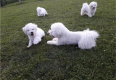 Ogłoszenie - Bichon Frisé Szczenięta. Miniaturka 4