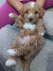 Ogłoszenie - Maltipoo – piękne szczenięta na sprzedaż. Miniaturka 1