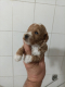 Ogłoszenie - Maltipoo – piękne szczenięta na sprzedaż. Miniaturka 2