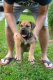 Ogłoszenie - Mastif południowoafrykański – szczenięta Boerboel. Miniaturka 1