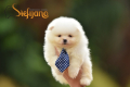 Ogłoszenie - Pomeranian Boo Szczenięta. Miniaturka 1