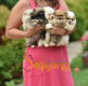 Ogłoszenie - Pomeranian Boo Szczenięta. Miniaturka 2