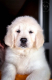 Ogłoszenie - Golden Retriever Piękne Szczenięta. Miniaturka 3