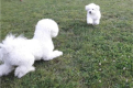 Ogłoszenie - Bichon Frisé Szczenięta. Miniaturka 5
