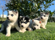 Ogłoszenie - syberian husky.. Miniaturka 1