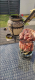 Ogłoszenie - Tandoor GRECJA 100L | Antyczny grill szamotowy. Miniaturka 2