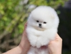 Ogłoszenie - Pomeranian Mini. Miniaturka 1