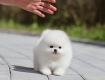 Ogłoszenie - Pomeranian Mini. Miniaturka 2