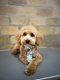 Ogłoszenie - Maltipoo – piękne szczenięta na sprzedaż. Miniaturka 3