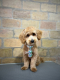 Ogłoszenie - Maltipoo – piękne szczenięta na sprzedaż. Miniaturka 4