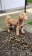 Ogłoszenie - Maltipoo – piękne szczenięta na sprzedaż. Miniaturka 10