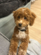 Ogłoszenie - Maltipoo – piękne szczenięta na sprzedaż. Miniaturka 9