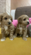 Ogłoszenie - Maltipoo – piękne szczenięta na sprzedaż. Miniaturka 5