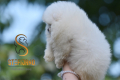 Ogłoszenie - Pomeranian Boo Szczenięta. Miniaturka 4