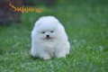 Ogłoszenie - Pomeranian Boo Szczenięta. Miniaturka 6