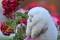 Ogłoszenie - Pomeranian Boo Szczenięta. Miniaturka 7
