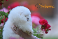 Ogłoszenie - Pomeranian Boo Szczenięta. Miniaturka 5
