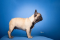 Ogłoszenie - Francuski buldog – piękne szczenięta. Miniaturka 5