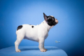 Ogłoszenie - Francuski buldog – piękne szczenięta. Miniaturka 4