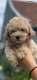 Ogłoszenie - Maltipoo Szczeniaki. Miniaturka 4