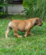 Ogłoszenie - Mastif południowoafrykański – szczenięta Boerboel. Miniaturka 3