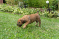 Ogłoszenie - Mastif południowoafrykański – szczenięta Boerboel. Miniaturka 6