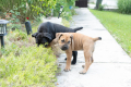 Ogłoszenie - Mastif południowoafrykański – szczenięta Boerboel. Miniaturka 4