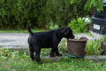 Ogłoszenie - Mastif południowoafrykański – szczenięta Boerboel. Miniaturka 5