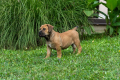 Ogłoszenie - Mastif południowoafrykański – szczenięta Boerboel. Miniaturka 10