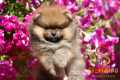 Ogłoszenie - Pomeranian Boo Szczenięta. Miniaturka 5