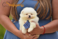 Ogłoszenie - Pomeranian Boo Szczenięta. Miniaturka 4