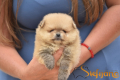 Ogłoszenie - Pomeranian Boo Szczenięta. Miniaturka 3