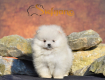 Ogłoszenie - Pomeranian Boo Szczenięta. Miniaturka 3