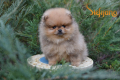 Ogłoszenie - Pomeranian Boo Szczenięta. Miniaturka 6