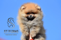 Ogłoszenie - Pomeranian Boo Szczenięta. Miniaturka 5