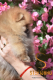 Ogłoszenie - Pomeranian Boo Szczenięta. Miniaturka 2