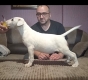 Ogłoszenie - Bulterier szczenięta. Miniaturka 2