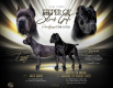 Ogłoszenie - Cane Corso piękne szczenięta. Miniaturka 1