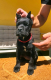 Ogłoszenie - Cane Corso piękne szczenięta. Miniaturka 9