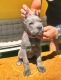 Ogłoszenie - Cane Corso piękne szczenięta. Miniaturka 5